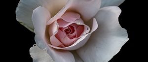 Preview wallpaper rose, flower, petals, pink, macro, black background