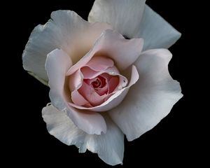 Preview wallpaper rose, flower, petals, pink, macro, black background