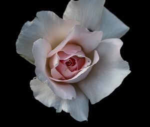 Preview wallpaper rose, flower, petals, pink, macro, black background