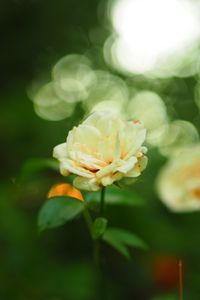 Preview wallpaper rose, flower, petals, blur, leaves