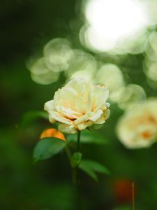 Preview wallpaper rose, flower, petals, blur, leaves