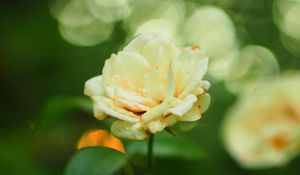 Preview wallpaper rose, flower, petals, blur, leaves