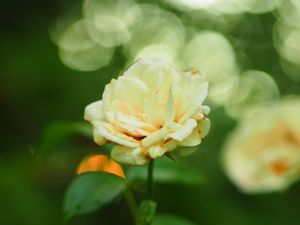 Preview wallpaper rose, flower, petals, blur, leaves