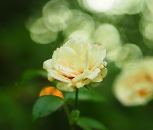 Preview wallpaper rose, flower, petals, blur, leaves