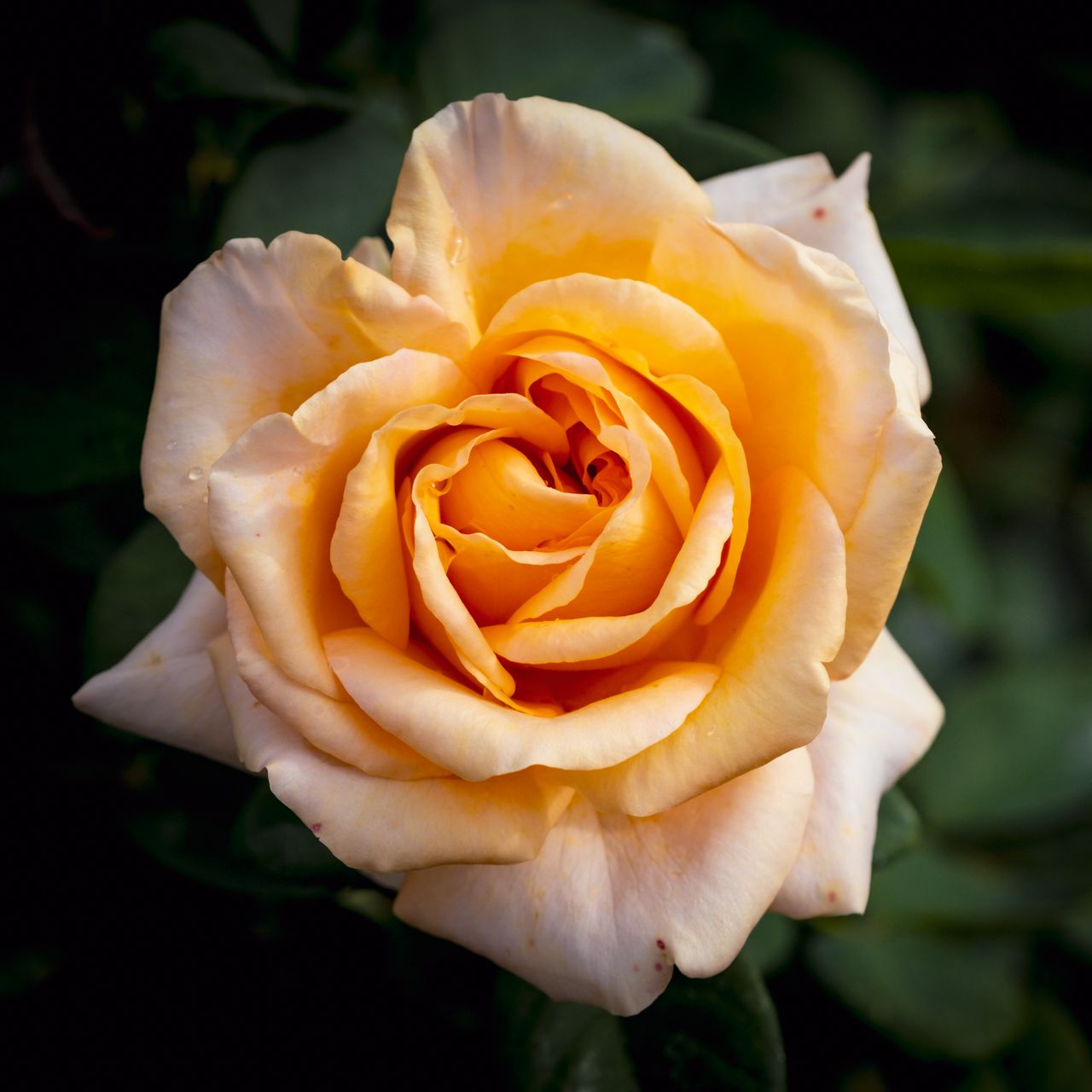 1280x1280 Wallpaper rose, flower, petals, macro, yellow, plant