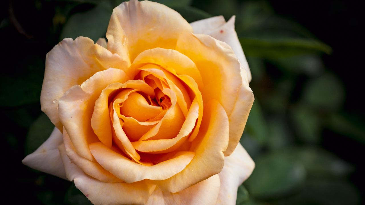 Wallpaper rose, flower, petals, macro, yellow, plant