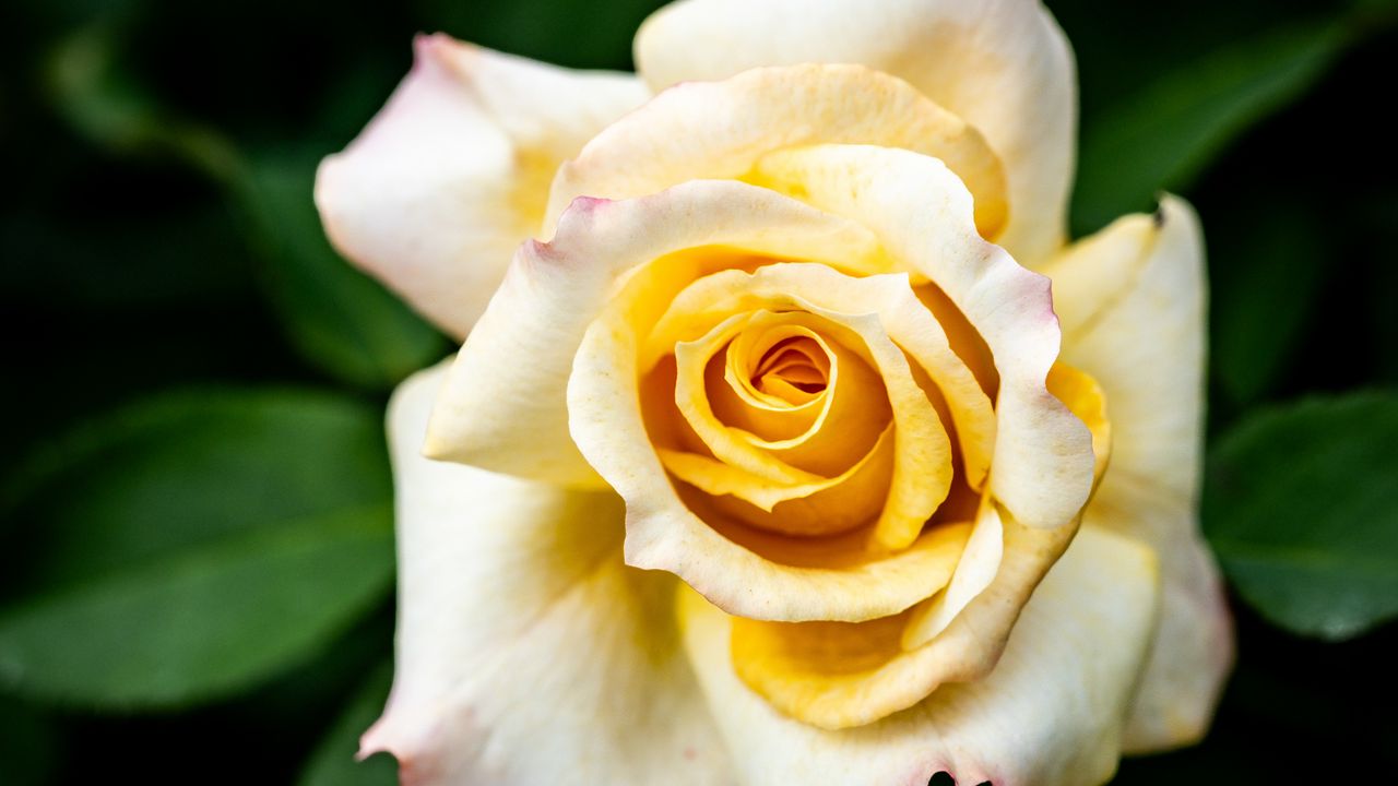 Wallpaper rose, flower, petals, yellow, macro, blur