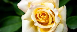 Preview wallpaper rose, flower, petals, yellow, macro, blur