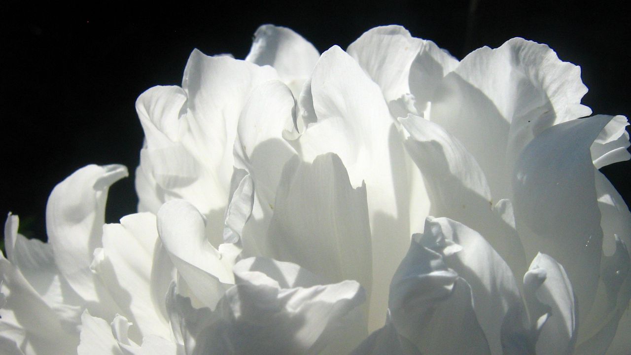 Wallpaper rose, flower, petals, shadow