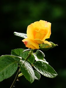 Preview wallpaper rose, flower, petals, drops, bud, stem