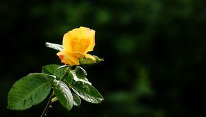 Preview wallpaper rose, flower, petals, drops, bud, stem