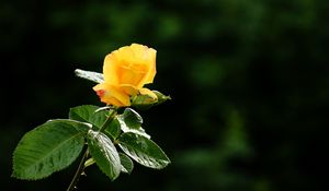 Preview wallpaper rose, flower, petals, drops, bud, stem