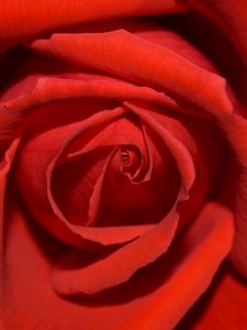 Preview wallpaper rose, flower, petals, close-up