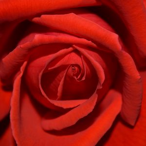 Preview wallpaper rose, flower, petals, close-up