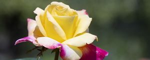 Preview wallpaper rose, flower, petals, yellow, leaves, blur