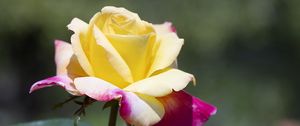 Preview wallpaper rose, flower, petals, yellow, leaves, blur