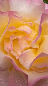 Preview wallpaper rose, flower, petals, drops, pink, macro