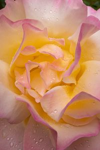 Preview wallpaper rose, flower, petals, drops, pink, macro