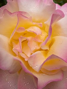 Preview wallpaper rose, flower, petals, drops, pink, macro