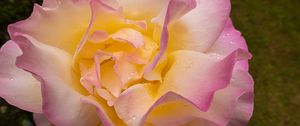 Preview wallpaper rose, flower, petals, drops, pink, macro