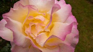 Preview wallpaper rose, flower, petals, drops, pink, macro