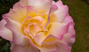 Preview wallpaper rose, flower, petals, drops, pink, macro