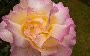 Preview wallpaper rose, flower, petals, drops, pink, macro