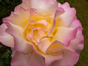 Preview wallpaper rose, flower, petals, drops, pink, macro