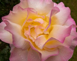 Preview wallpaper rose, flower, petals, drops, pink, macro