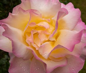 Preview wallpaper rose, flower, petals, drops, pink, macro