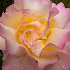 Preview wallpaper rose, flower, petals, drops, pink, macro