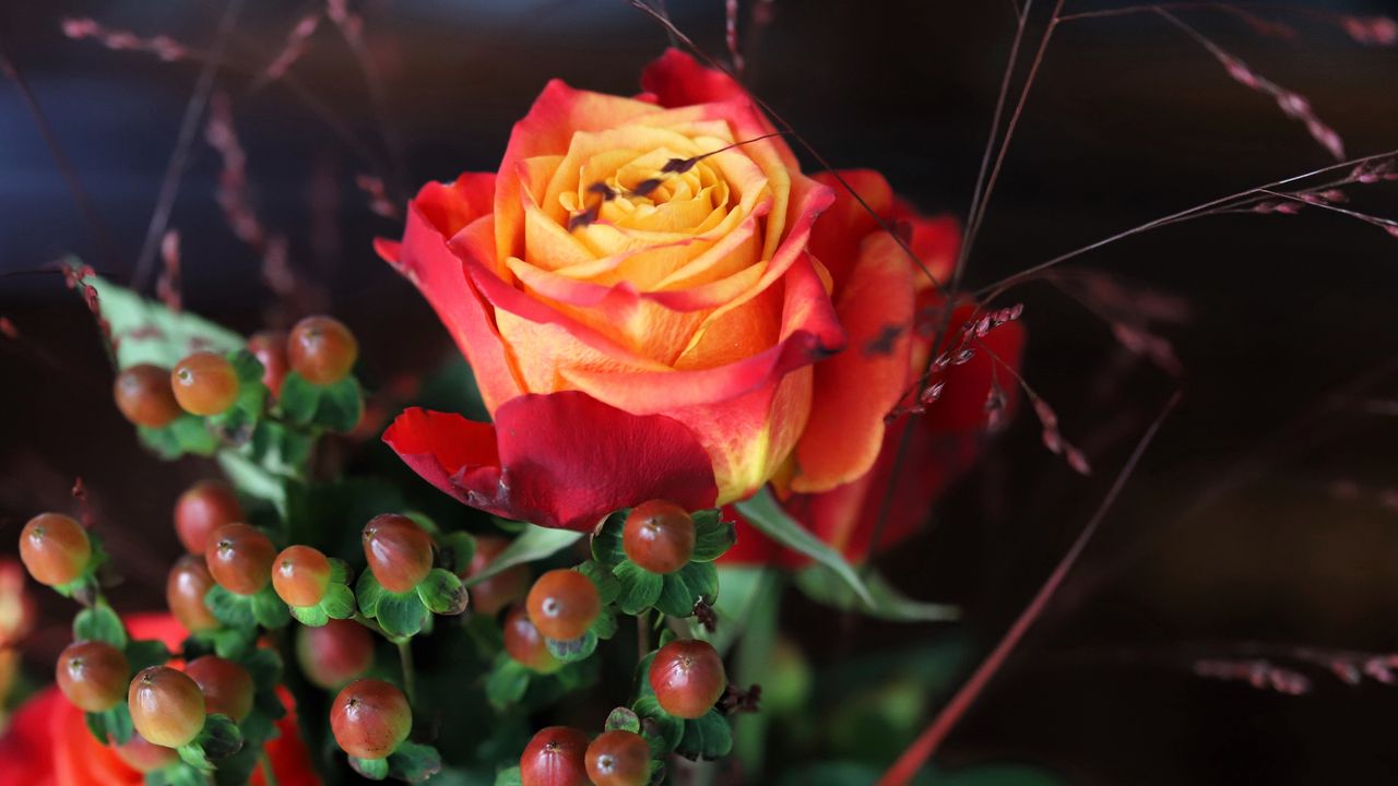 Wallpaper rose, flower, petals, gradient, berries, macro