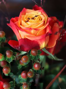 Preview wallpaper rose, flower, petals, gradient, berries, macro