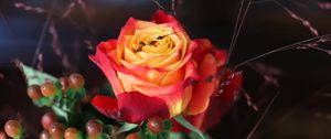 Preview wallpaper rose, flower, petals, gradient, berries, macro