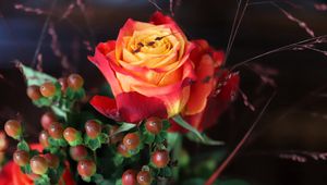 Preview wallpaper rose, flower, petals, gradient, berries, macro