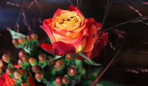 Preview wallpaper rose, flower, petals, gradient, berries, macro