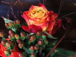 Preview wallpaper rose, flower, petals, gradient, berries, macro