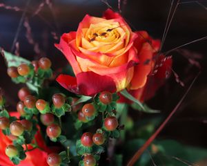 Preview wallpaper rose, flower, petals, gradient, berries, macro