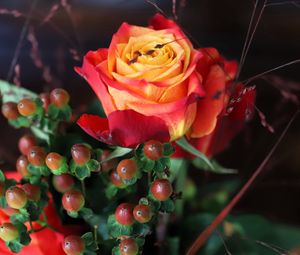 Preview wallpaper rose, flower, petals, gradient, berries, macro