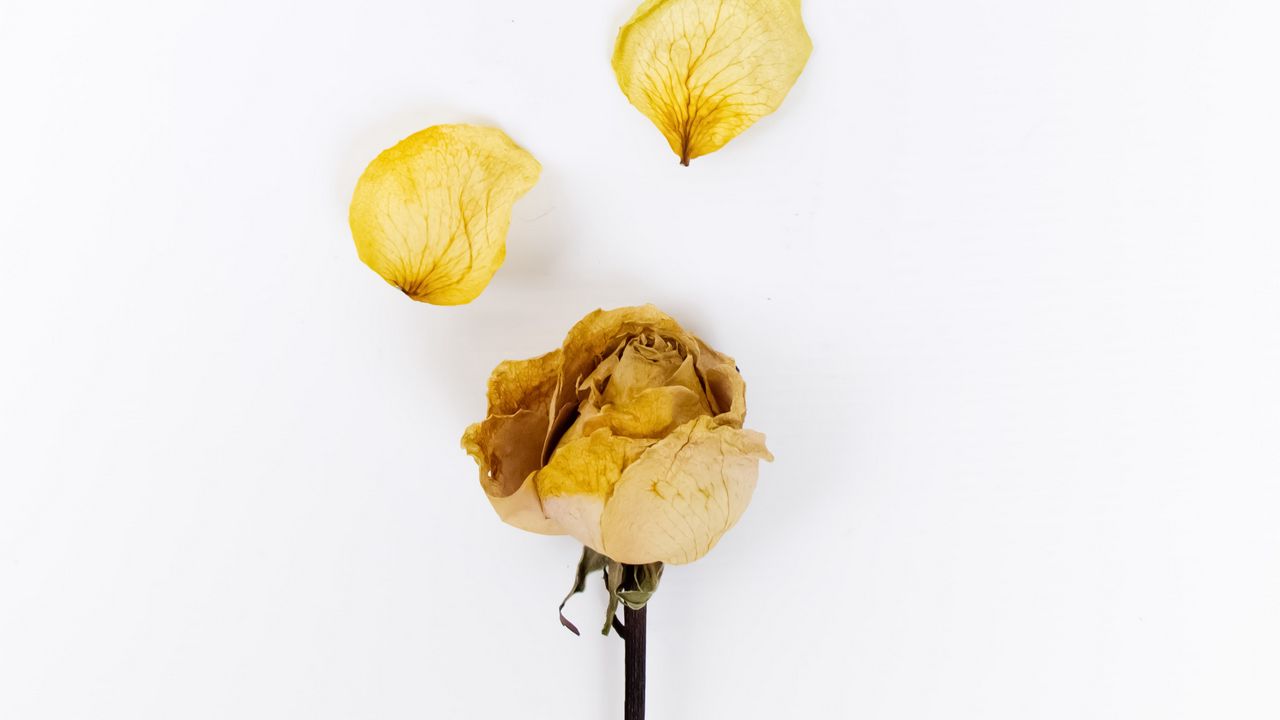 Wallpaper rose, flower, petals, dry, yellow