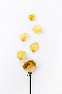 Preview wallpaper rose, flower, petals, dry, yellow