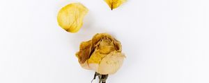 Preview wallpaper rose, flower, petals, dry, yellow