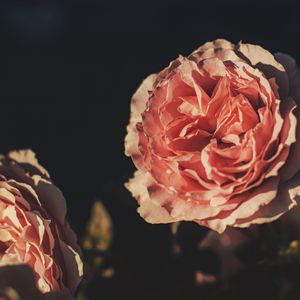 Preview wallpaper rose, flower, petals, pink