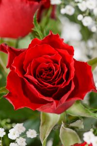 Preview wallpaper rose, flower, petals, bloom