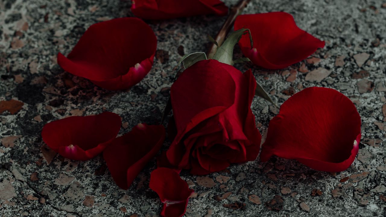 Wallpaper rose, flower, petals, red, surface