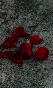 Preview wallpaper rose, flower, petals, red, surface