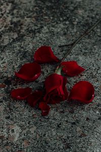 Preview wallpaper rose, flower, petals, red, surface
