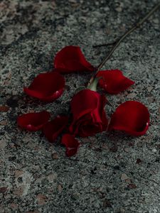 Preview wallpaper rose, flower, petals, red, surface
