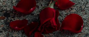 Preview wallpaper rose, flower, petals, red, surface