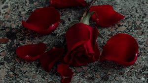 Preview wallpaper rose, flower, petals, red, surface